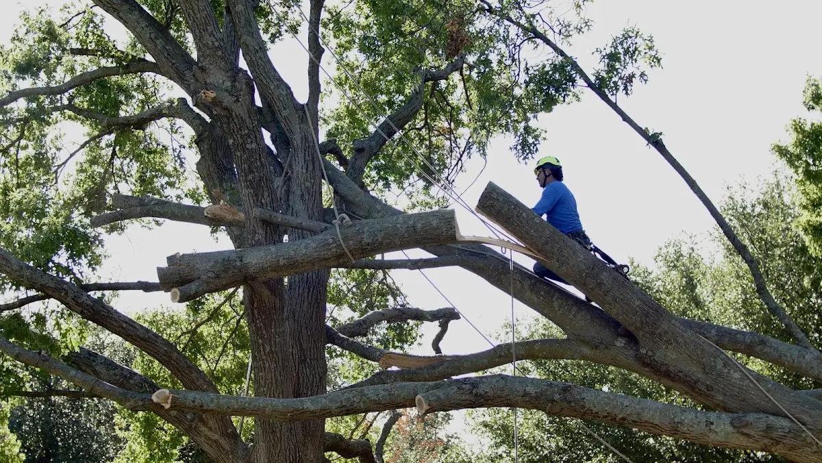 Professional Hazardous Tree Removal performed by certified arborists in Mcintosh