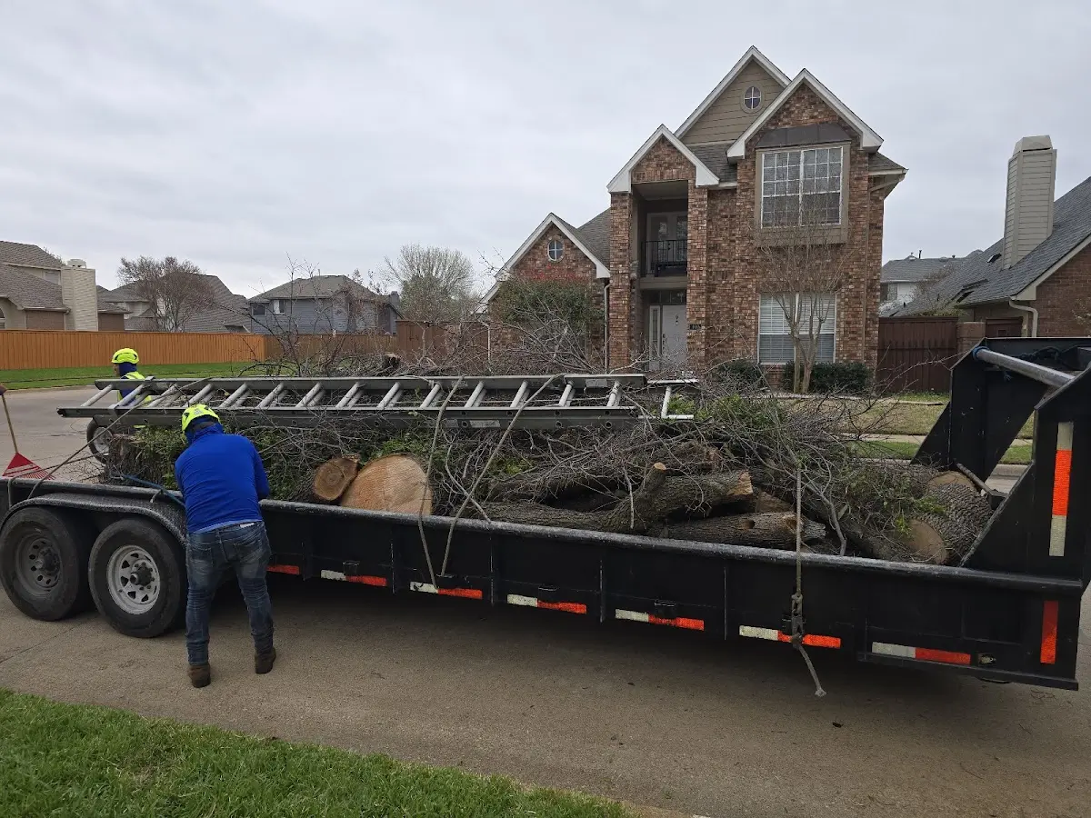 Expert Tree Removal with proper safety equipment in Mcintosh